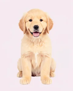 Puppy · Source